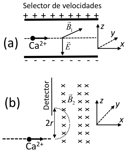 Figura (a), selector de velocidades: un ion Ca²⁺ entra moviéndose hacia la derecha (eje x) entre dos placas, la superior cargada positivamente y la inferior negativamente; el campo eléctrico E apunta hacia abajo (−z) y el campo magnético B₁ apunta hacia el fondo (eje y). Figura (b), detector: el ion entra en una región con campo magnético B₂ entrante en el papel (eje y, cruces), describe media circunferencia hacia arriba y llega al detector, situado a una distancia 2r por encima del punto de entrada. Ejes: x hacia la derecha, z hacia arriba, y hacia el fondo.